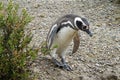 Magellan penguin Royalty Free Stock Photo