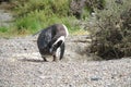 Magellan penguin in natural area Royalty Free Stock Photo