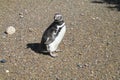 Magellan penguin in natural area Royalty Free Stock Photo