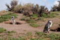 Magellan penguin near burrow Royalty Free Stock Photo