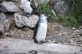 Magellan Penguin order Sphenisciformes, family Spheniscidae are a group of aquatic, flightless birds living almost exclusively