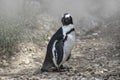 Magellan Penguin (order Sphenisciformes, family Spheniscidae)