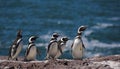 Magellan Penguin Royalty Free Stock Photo