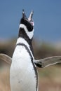 Magellan Penguin, Punta Arenas, Chile