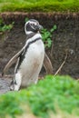 Magellan penguin in Punta Arenas