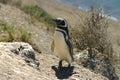 Magellan penguin (Tierra del Fuego-Argentina)