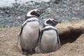 Magellan Penguins