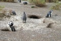 Magellan penguins colony at Atlantic ocean shore Royalty Free Stock Photo