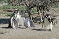Magellan penguins colony Royalty Free Stock Photo