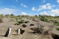 Magellan penguins colony