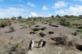 Magellan penguins colony Royalty Free Stock Photo