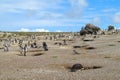 Magellan penguins colony Royalty Free Stock Photo