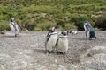 Magellan penguins family Royalty Free Stock Photo