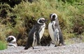 Magellan penguins family Royalty Free Stock Photo