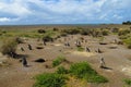 Magellan penguins in natural area Royalty Free Stock Photo