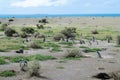 Magellan penguins in natural area Royalty Free Stock Photo