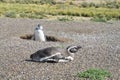 Magellan penguins near burrow