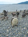 Magellan penguins near Ushuaia