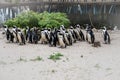 Magellan Penguins order Sphenisciformes, family Spheniscidae are a group of aquatic, flightless birds living almost exclusively