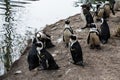 Magellan Penguins order Sphenisciformes, family Spheniscidae are a group of aquatic, flightless birds living almost exclusively