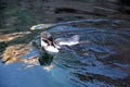 Magellan Penguins order Sphenisciformes, family Spheniscidae