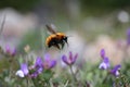 A Magellanic Bumblebee