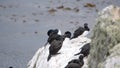 Magellanic cormorant colony on a rock Royalty Free Stock Photo
