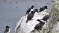 Magellanic cormorant colony on a rock Royalty Free Stock Photo