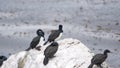Magellanic cormorant colony on a rock Royalty Free Stock Photo