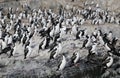 Magellanic cormorants colony on Isla de Los Pajaros or Birds Island In The Beagle Channel Royalty Free Stock Photo
