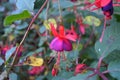 Magellanic fuchsia