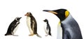 Magellanic, Gentoo, Rockhopper and King penguins on a white background Royalty Free Stock Photo