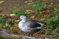 Magellanic goose - Chloephaga picta stands in a meadow in the grass