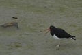 Magellanic Oystercatcher on Bleaker Island Royalty Free Stock Photo