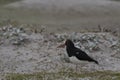 Magellanic Oystercatcher on Bleaker Island Royalty Free Stock Photo