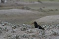 Magellanic Oystercatcher on Bleaker Island Royalty Free Stock Photo