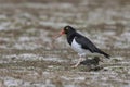 Magellanic Oystercatcher and chick in the Falkland Islands Royalty Free Stock Photo