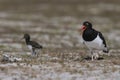 Magellanic Oystercatcher and chick in the Falkland Islands Royalty Free Stock Photo