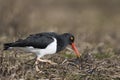 Magellanic Oystercatcher in the Falkland Islands Royalty Free Stock Photo