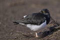 Magellanic Oystercatcher in the Falkland Islands Royalty Free Stock Photo