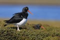 Magellanic Oystercatcher in the Falkland Islands Royalty Free Stock Photo