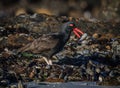 Magellanic Oystercatcher Haematopus leucopodus adult with a freshly caught oyster on Carcass Island in the Falklands