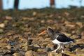 Magellanic Oystercatcher Royalty Free Stock Photo