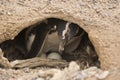 Magellanic penguin brooding Royalty Free Stock Photo