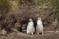 Magellanic Penguin chicks - Falkland Islands