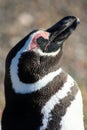 Magellanic penguin close up