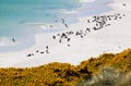 Magellanic penguin colony Gypsy Cove Royalty Free Stock Photo