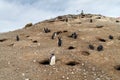 Magellanic Penguin colony