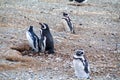 Magellanic Penguin colony