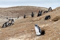 Magellanic Penguin colony